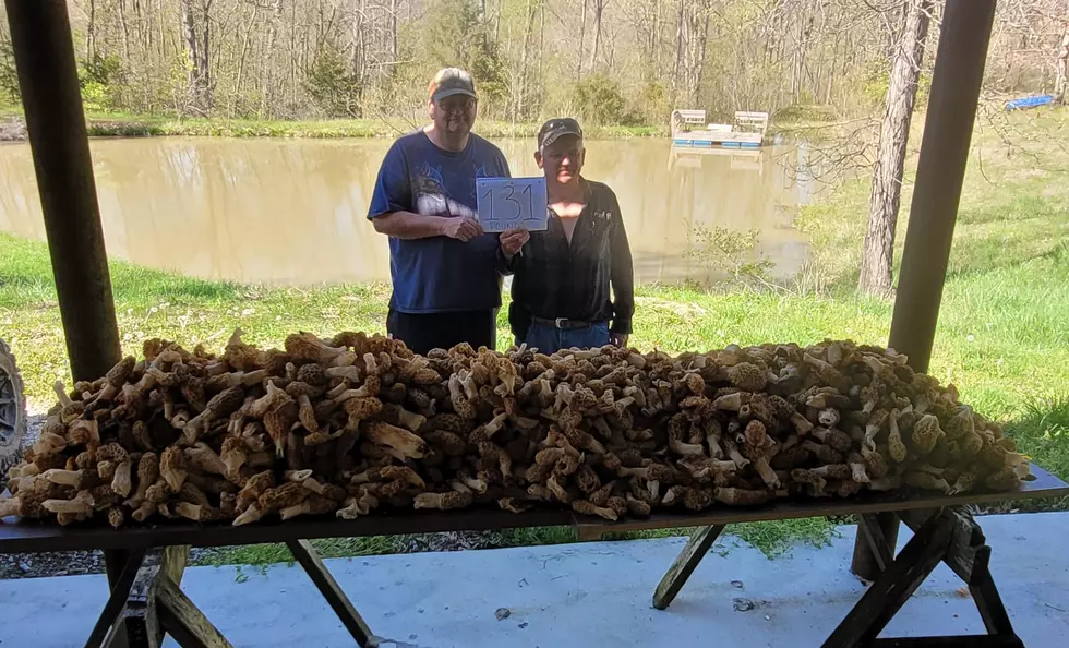 Two Iowa Men Find 180 Pounds of Morel Mushrooms [PHOTO]
