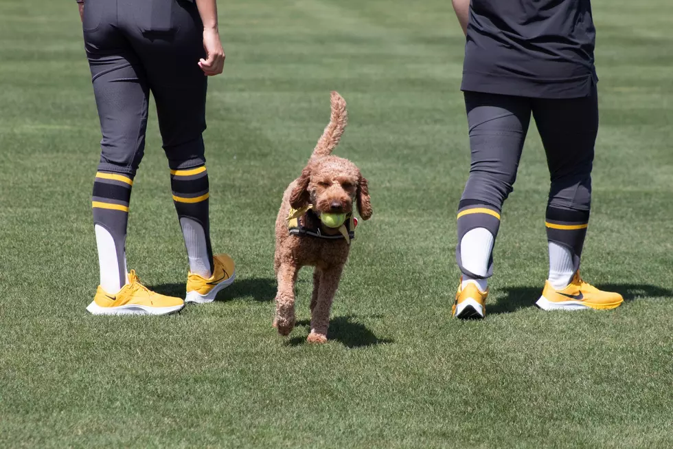 Meet the Univ. of Iowa Dog That's the First of Its Kind in Big 10