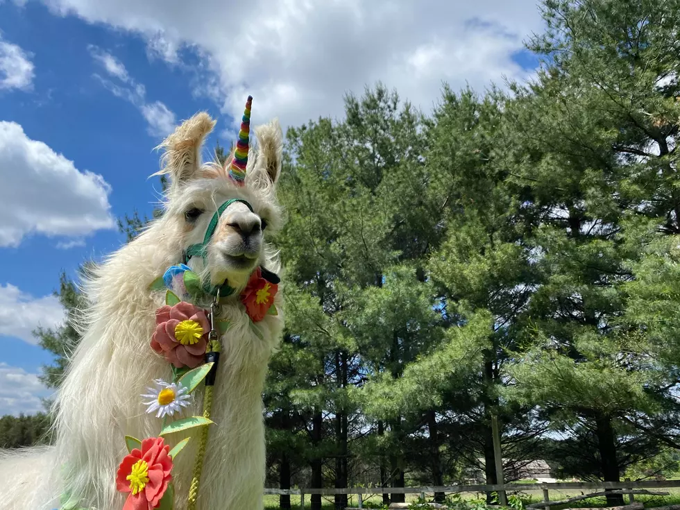 Some Cedar Rapids Llamas Will Be Featured on National TV Today