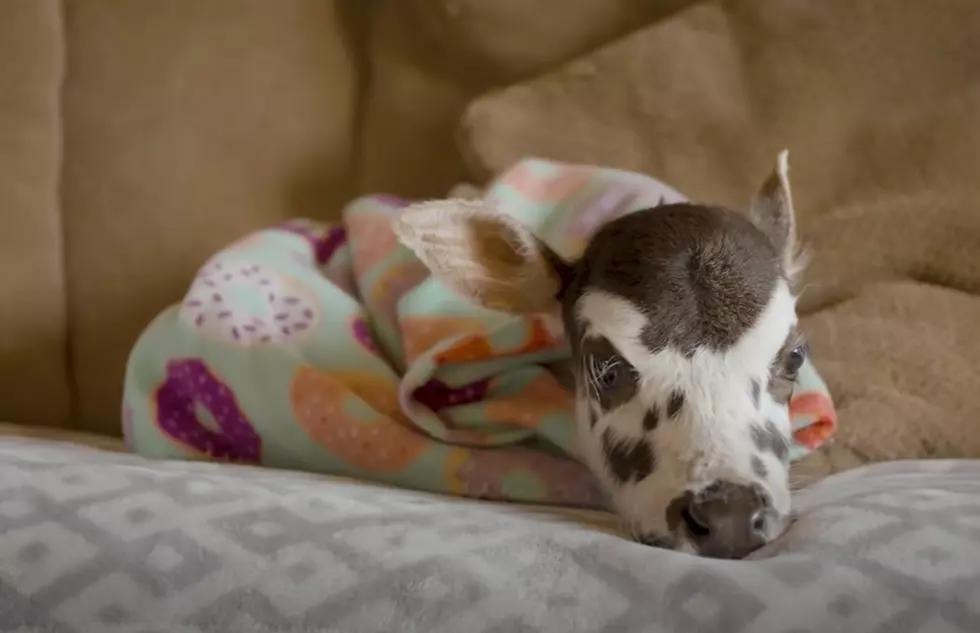 Meet Angel, the Iowa Cow With Her Own Wheelchair [WATCH]