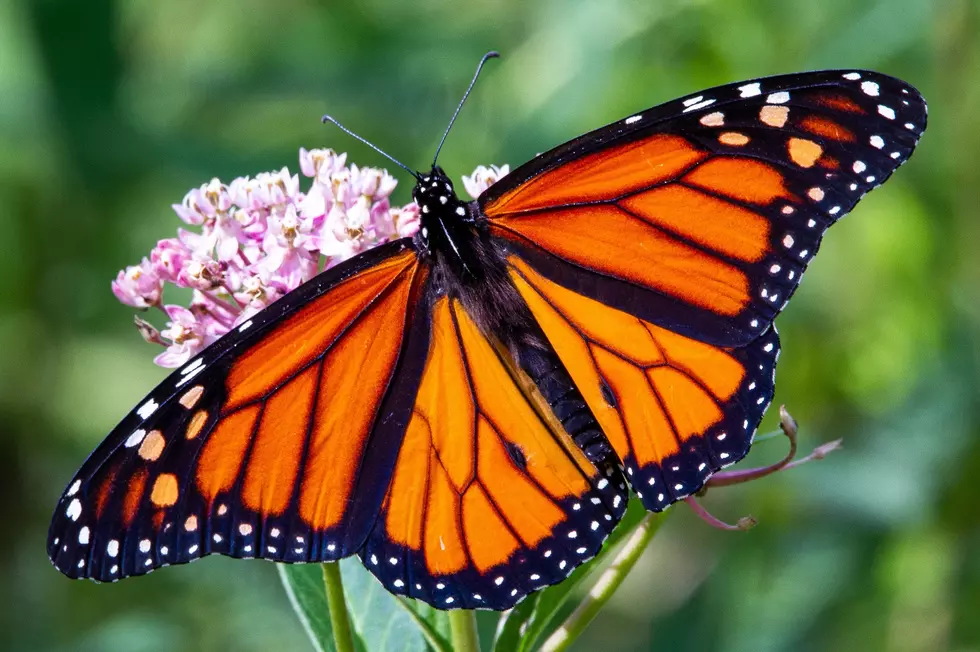 The Monarch Butterfly Has Been Added to the Endangered Species
