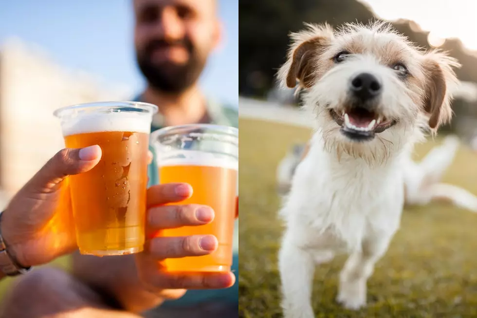 Sample Beer and Pet Pups at Barks & Brew 2022 in Cedar Rapids