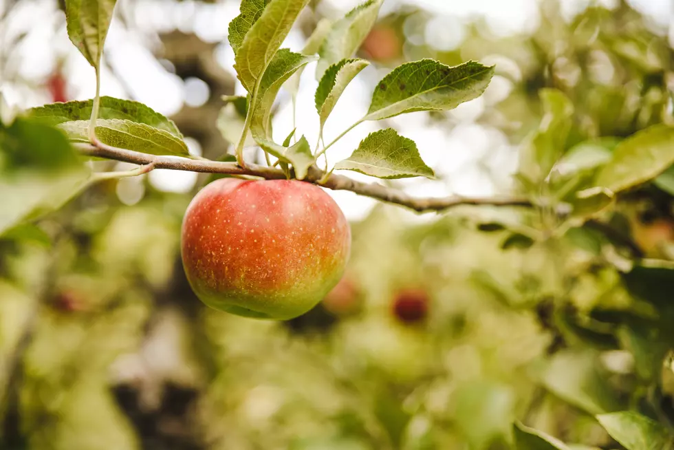 Your 2022 Guide to Eastern Iowa Apple Orchards [LIST]