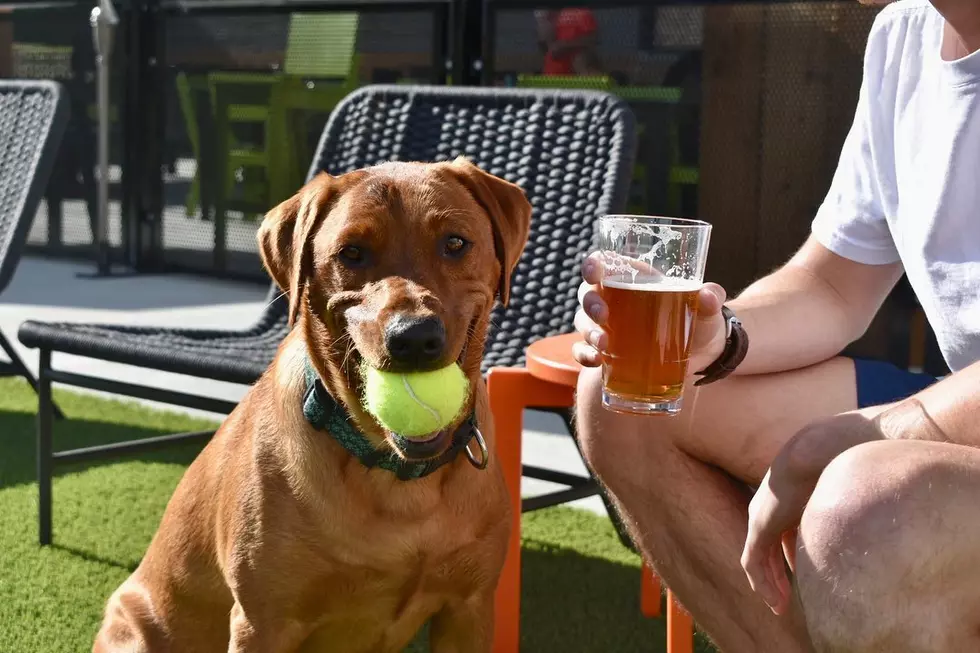 A New Bar for Dogs &#038; Humans is Opening Soon in Iowa [PHOTOS]