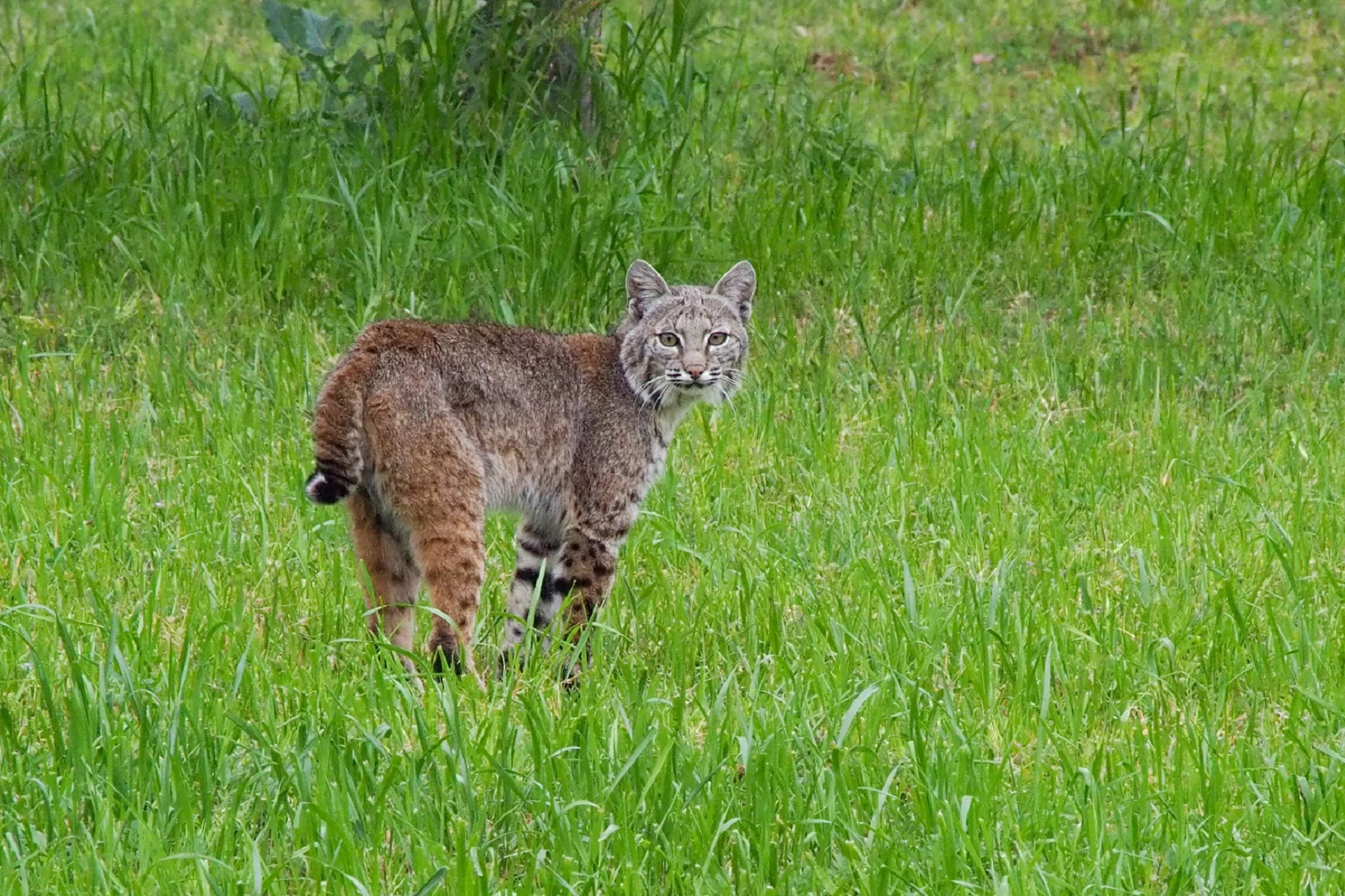 can i use dogs to hunt bobcats in maine