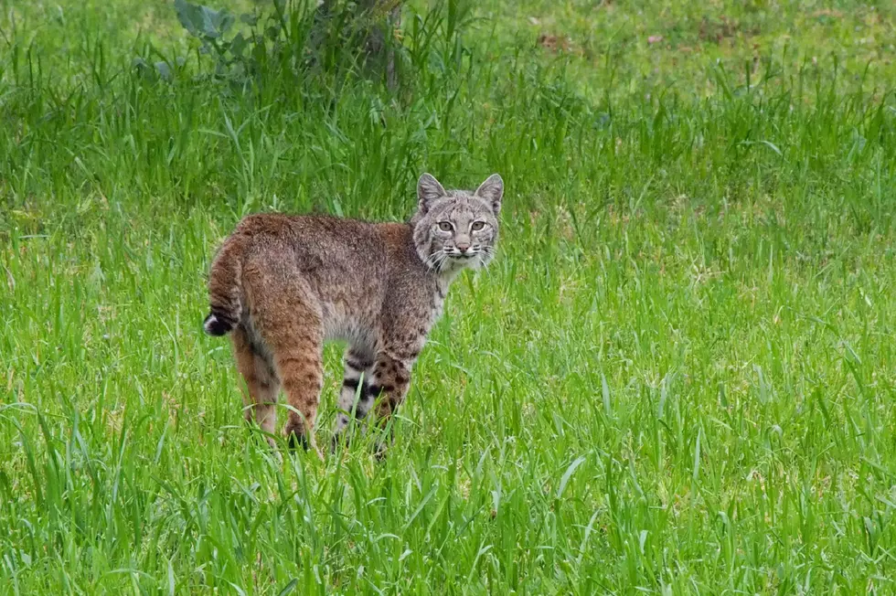 Bobcat Continues To Terrorize An Iowa Neighborhood [VIDEO]