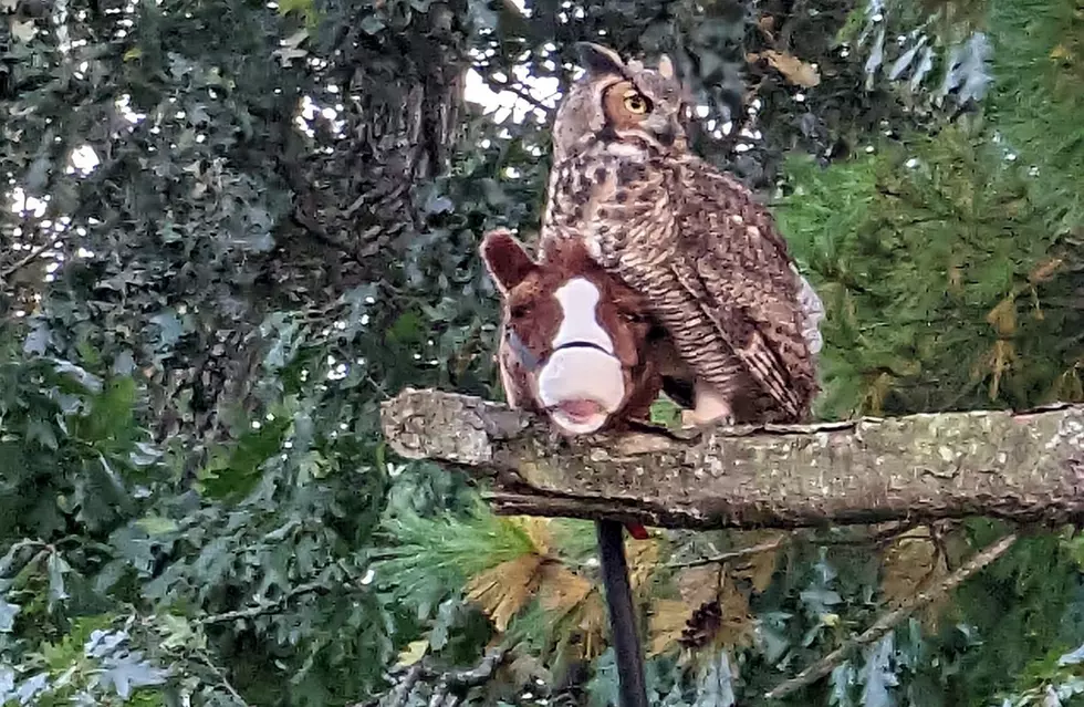 Midwest Owl & Stick Horse Are Best of Friends [PHOTO/VIDEO]