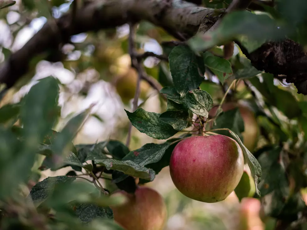 Wilson's Orchard And Farm To Open Second Iowa Location