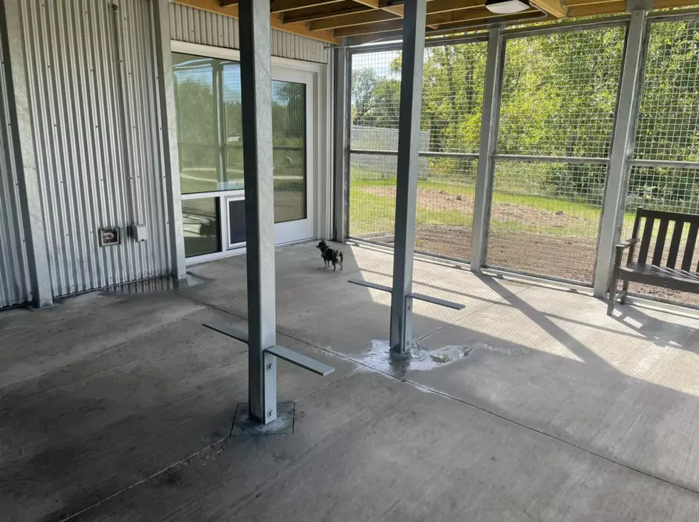 Check Out the Adorable New ‘Catio’ at an Iowa City Animal Shelter