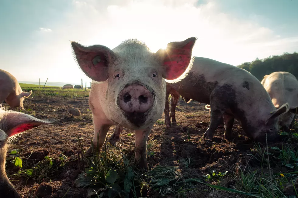 Iowa: Still More Hogs Than Humans