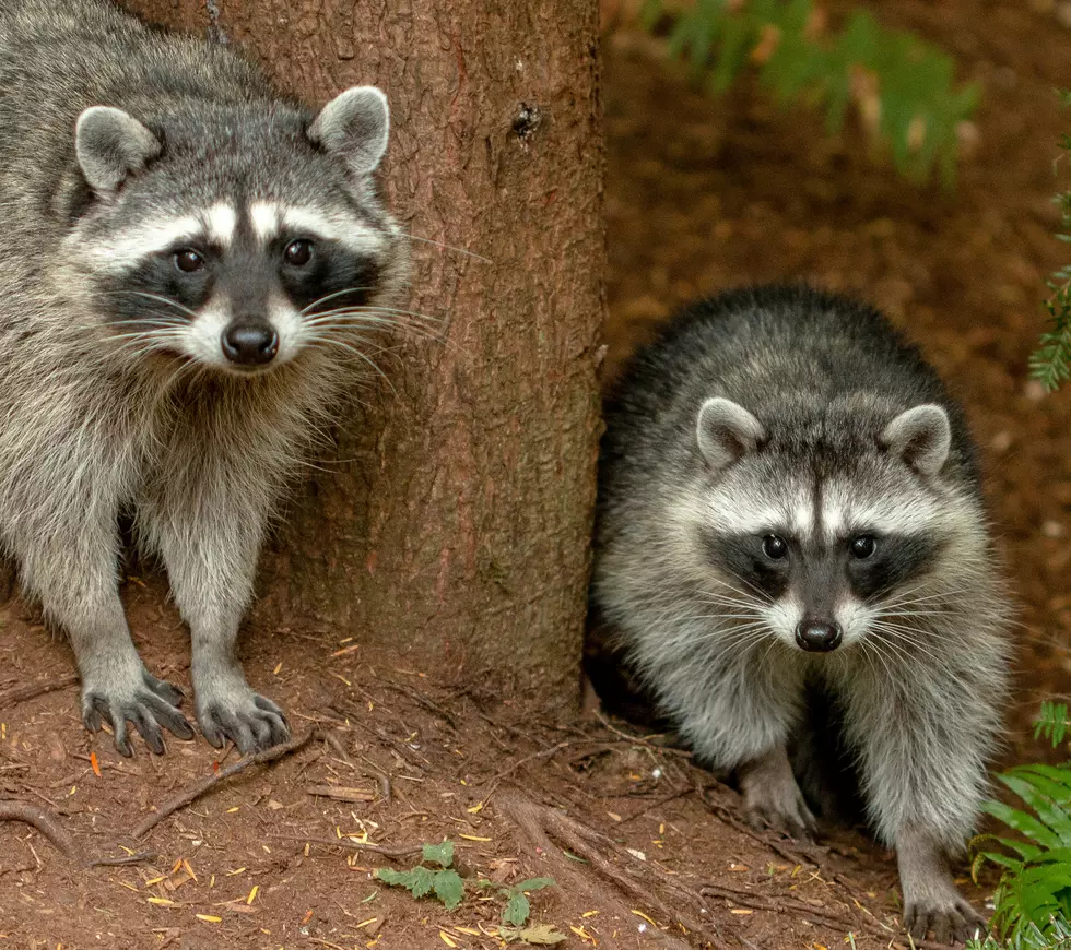 Raccoons Poised To Take Over The State of Iowa