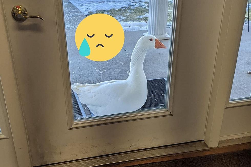 Want Ad Helps Distraught Iowa Goose Find New Companion &#038; Love