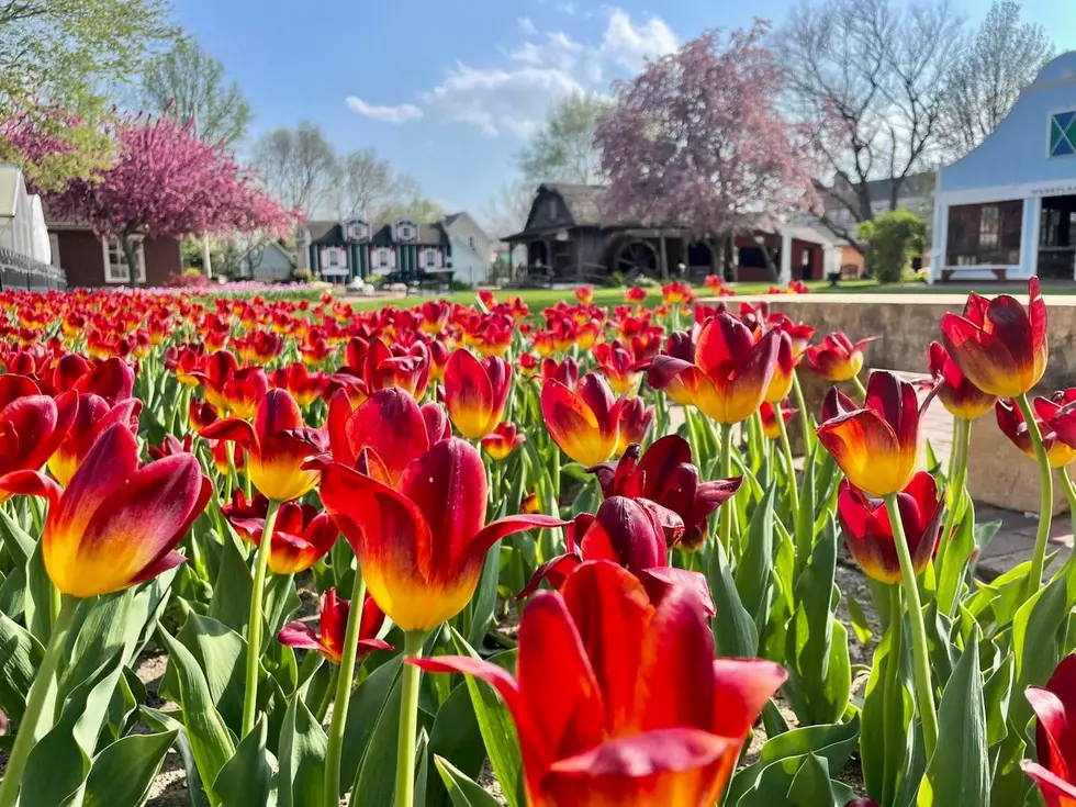Pella Historical Museum and Tulip Time, Facebook