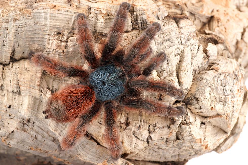 Iowa is Now Home to Nearly 170 Tarantulas