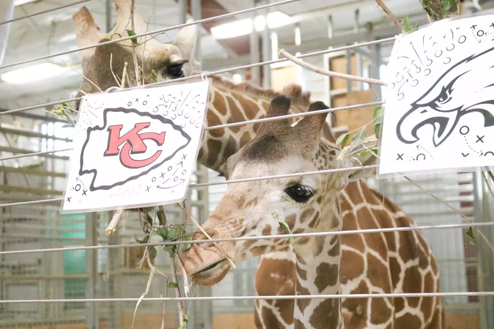 Adorable Iowa Giraffes Predict This Year&#8217;s Super Bowl Winner
