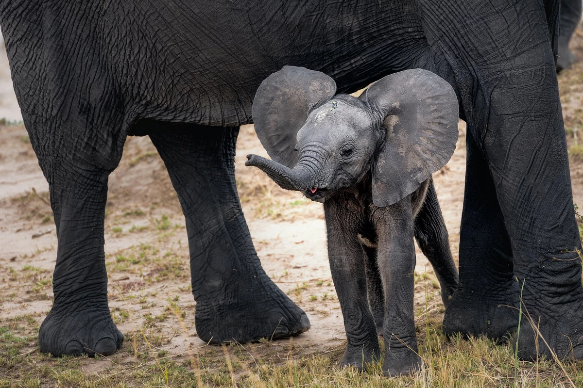 african elephant baby