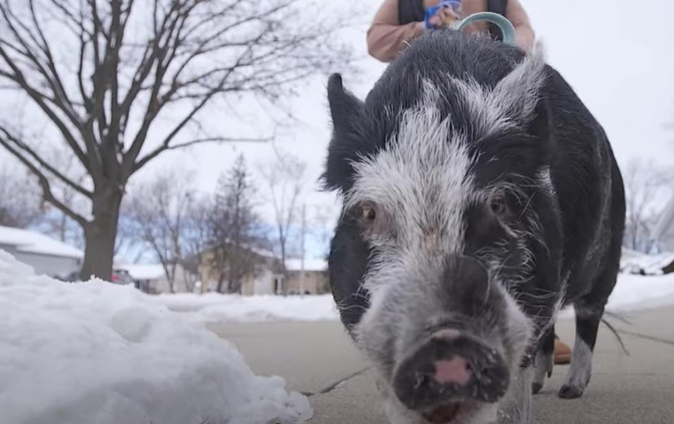 Midwest Family Teaches Pet Pig How To Ride Around Town [VIDEO]