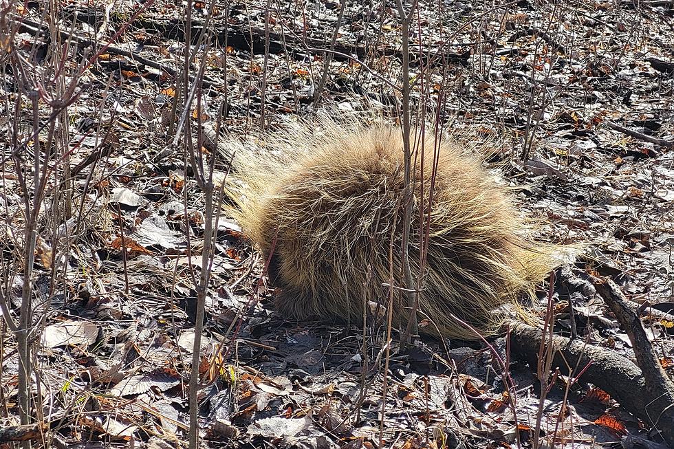 Rarely-Seen Porcupine Caught at Iowa Hotel [PHOTOS]