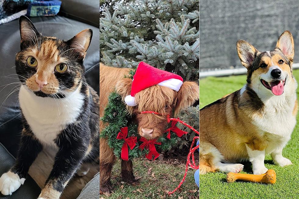 Iowans Share Their Adorable Pets on National Pet Day [GALLERY]
