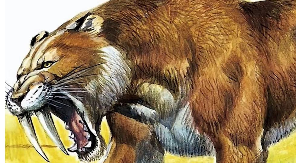 Near Perfect Saber-Tooth Tiger Skull Discovered in Iowa [VIDEO]