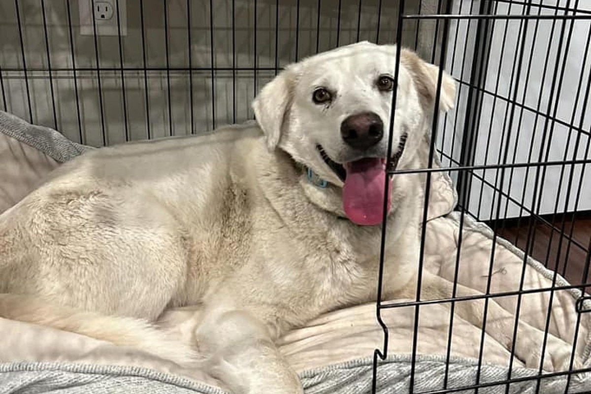 Iowa Animal Rescue Doesn't Give Up, Rescues 3-Legged Dog