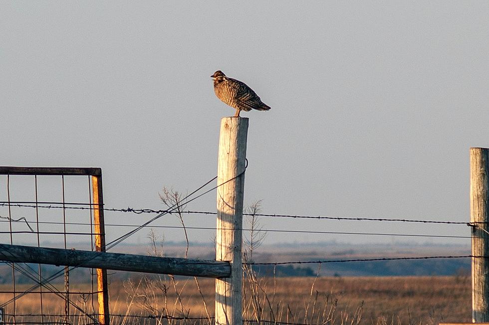 This Native Iowa Bird Has Almost Completely Disappeared From the State