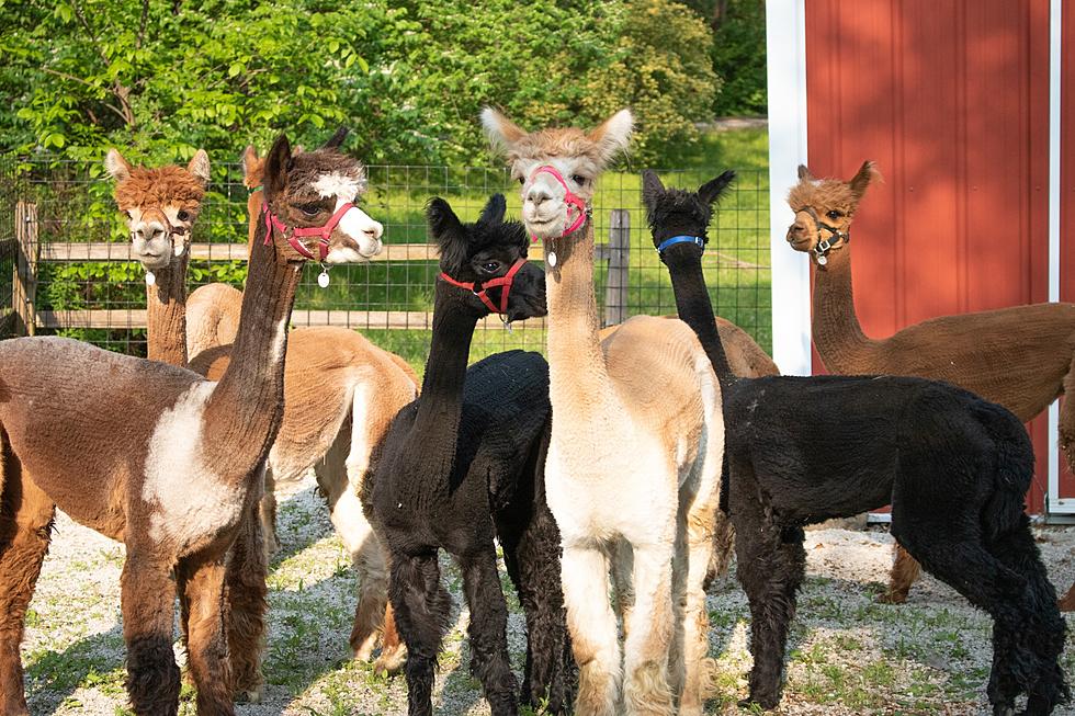 An Iowa Zoo is Letting Guests Get Up Close and Personal With Alpacas