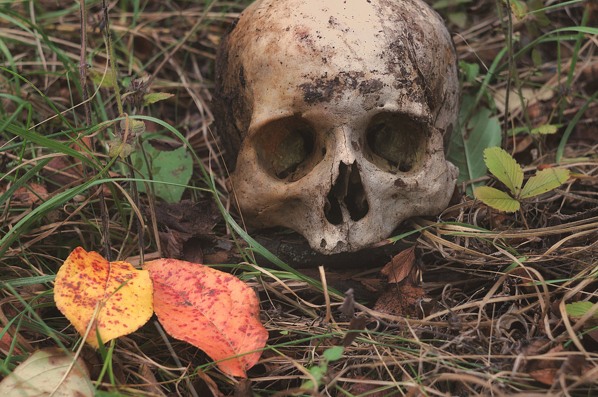 Real Human Skull Found In Iowa Park