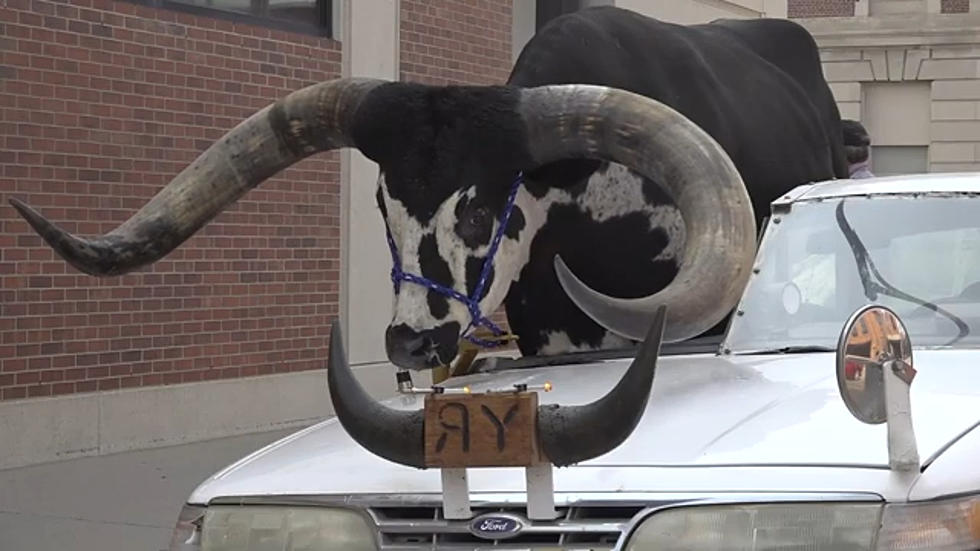 Nebraska Man Caught Traveling With Gigantic Bull Riding Shotgun [WATCH]