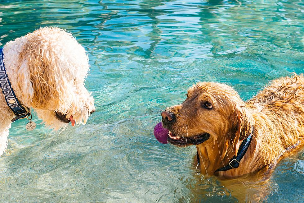 It&#8217;s A Pool Party For Dogs In Eastern Iowa This Weekend