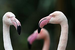 Why Were Pink Flamingos Seen in Wisconsin For First Time Ever?...