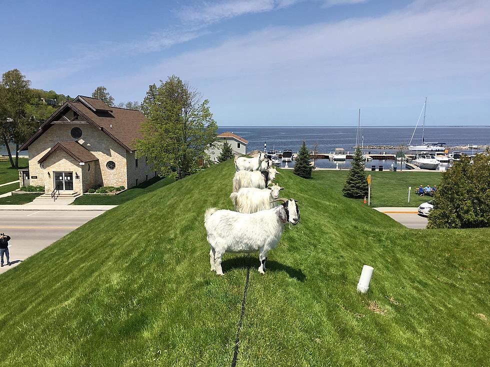 Wisconsin’s ‘Most Interesting’ Restaurant Has Goats on Its Roof