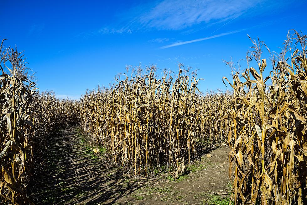 A Music Star is Opening Two Corn Mazes in Iowa This Month