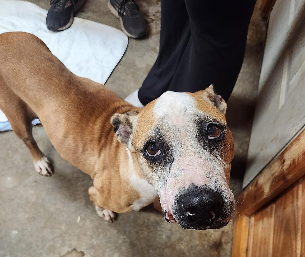 Rescue Dog Comes to Eastern Iowa After Terrible Porcupine Injury