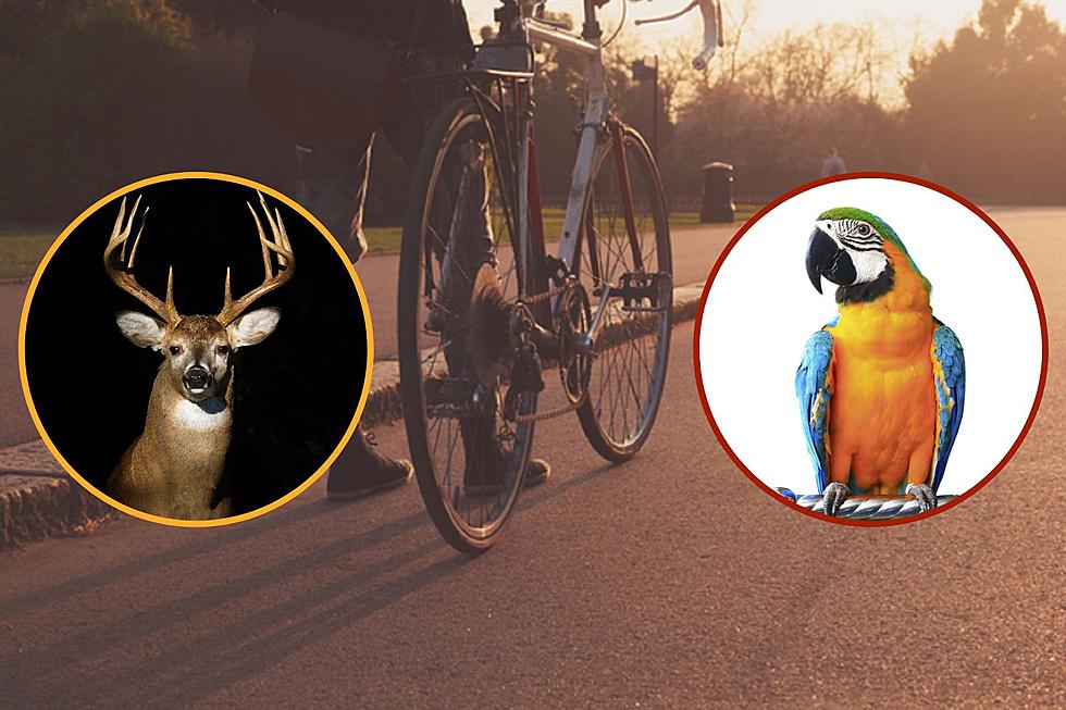 Nebraska Man Injured in Crazy Crash Involving a Parrot and Deer