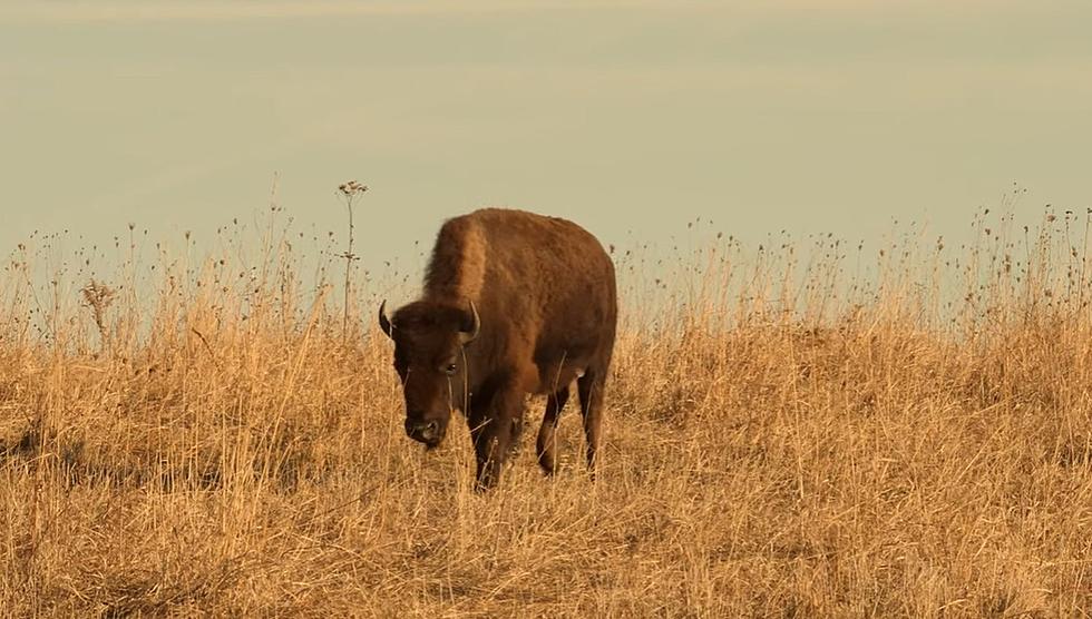 Visit The Spot In Iowa Where Buffalo and Elk Still Roam Free