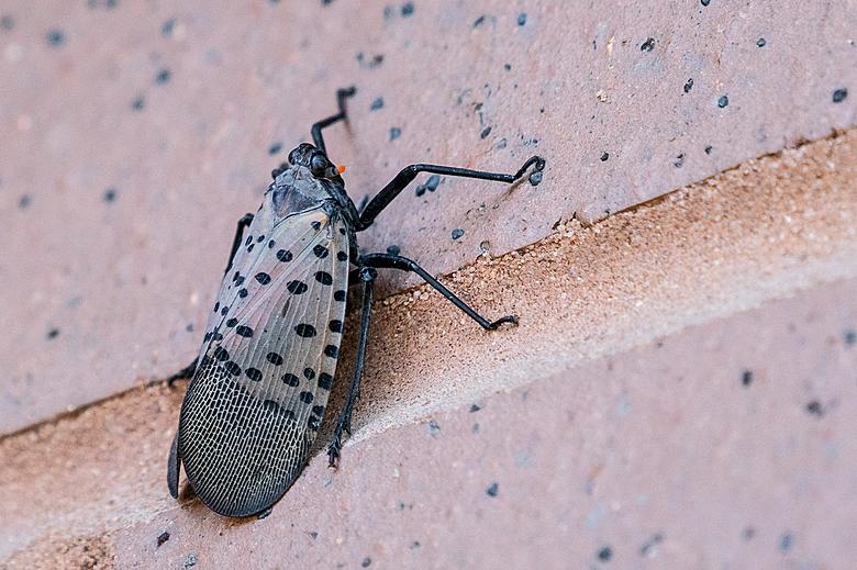 Pest Now in Central Midwest: Experts Say Kill This Insect