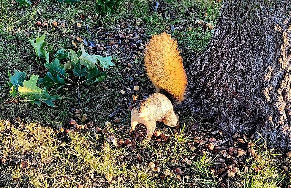 Here’s Why Your Iowa Oak Tree is Loaded with a Bumper Crop of Acorns