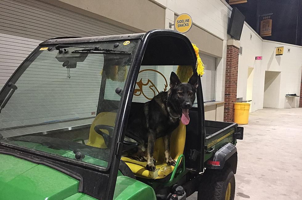 Career of Amazing University of Iowa Police K9 Ends This Saturday [PHOTOS]