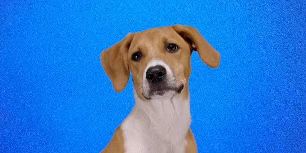 Iowa Pup ‘Patrick Mabones’ Will Compete in the 2024 Puppy Bowl