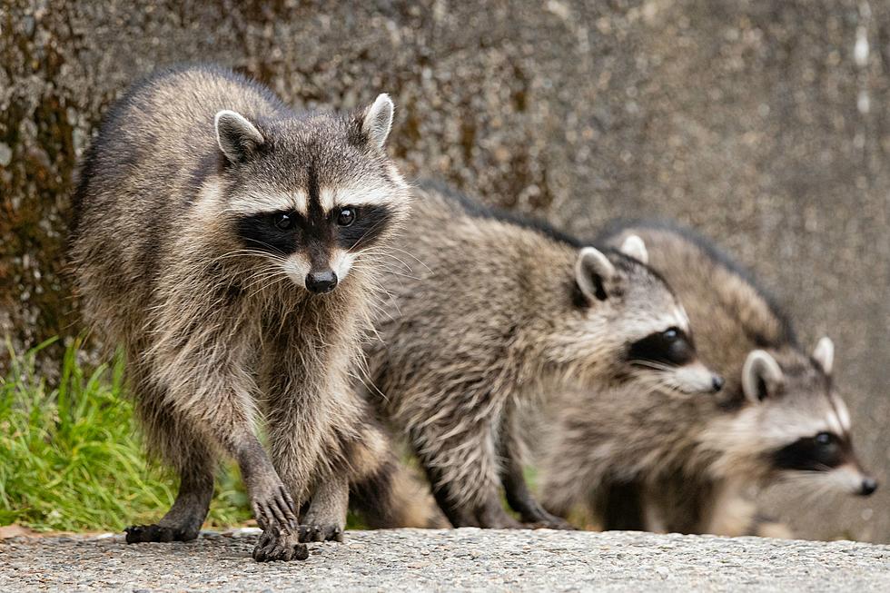 Proposed Bill Would Pay Iowans $5 Per Raccoon Tail