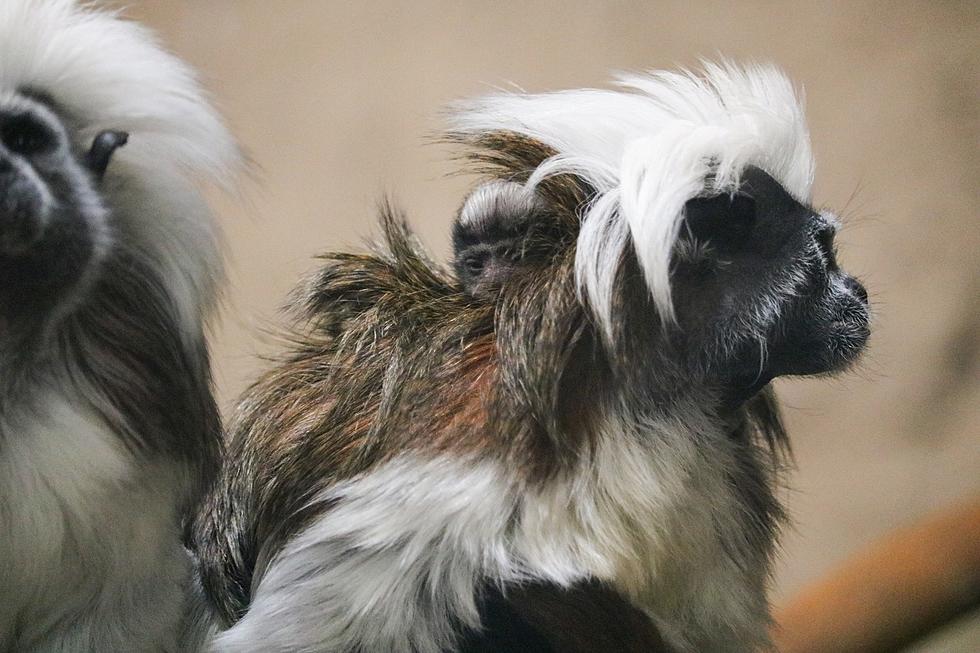 2 ‘Critically Endangered’ Animals Born at Iowa’s Blank Park Zoo