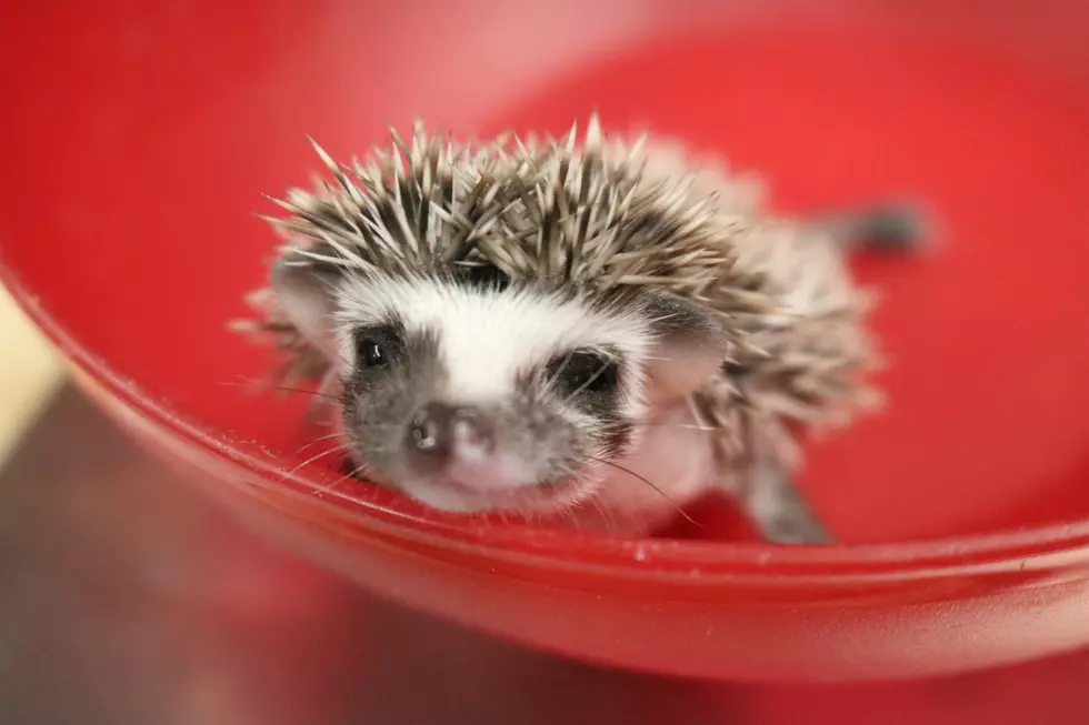 Check Out the Adorable New ‘Hoglets’ at an Iowa Zoo [PHOTOS]