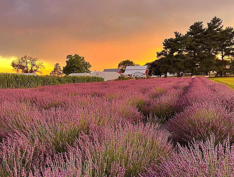 Love Lavender? Get Ready for an Eastern Iowa Lavender Festival