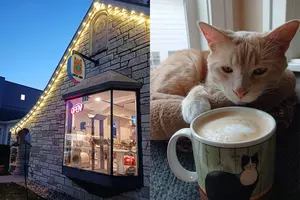 Did You Know Iowa is Home to a Cat Cafe With Adoptable Kitties?