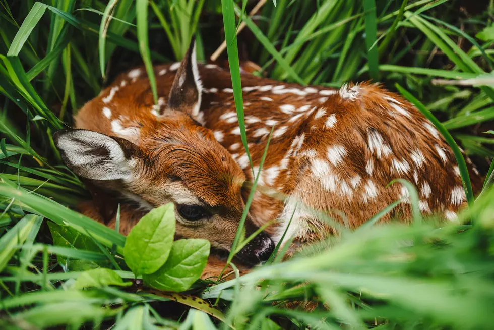 Are Fawns in Iowa Really Being Abandoned?