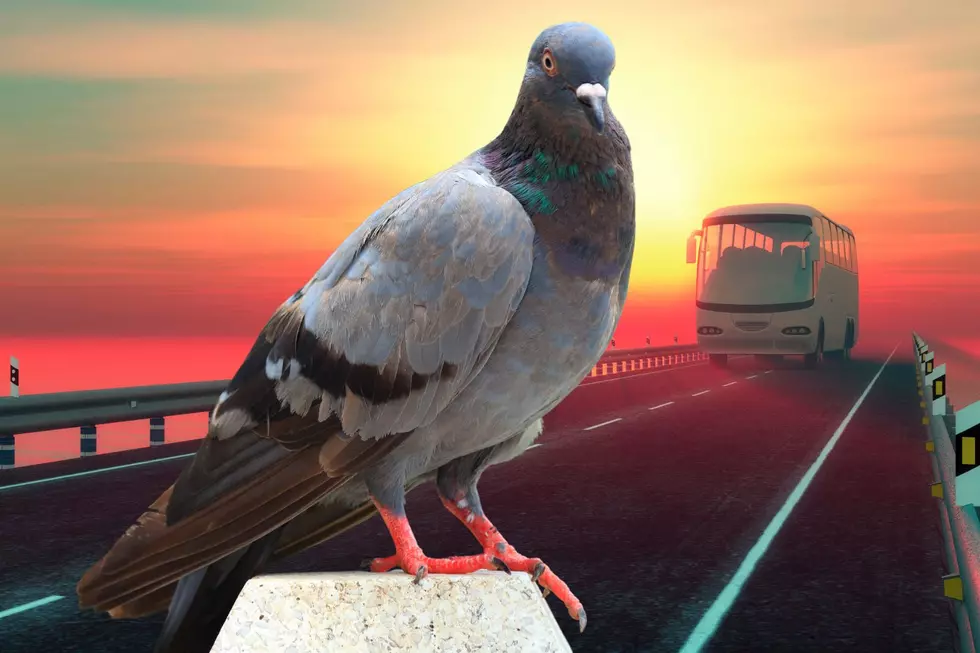 ALERT: Pigeons are Driving Buses in Cedar Rapids