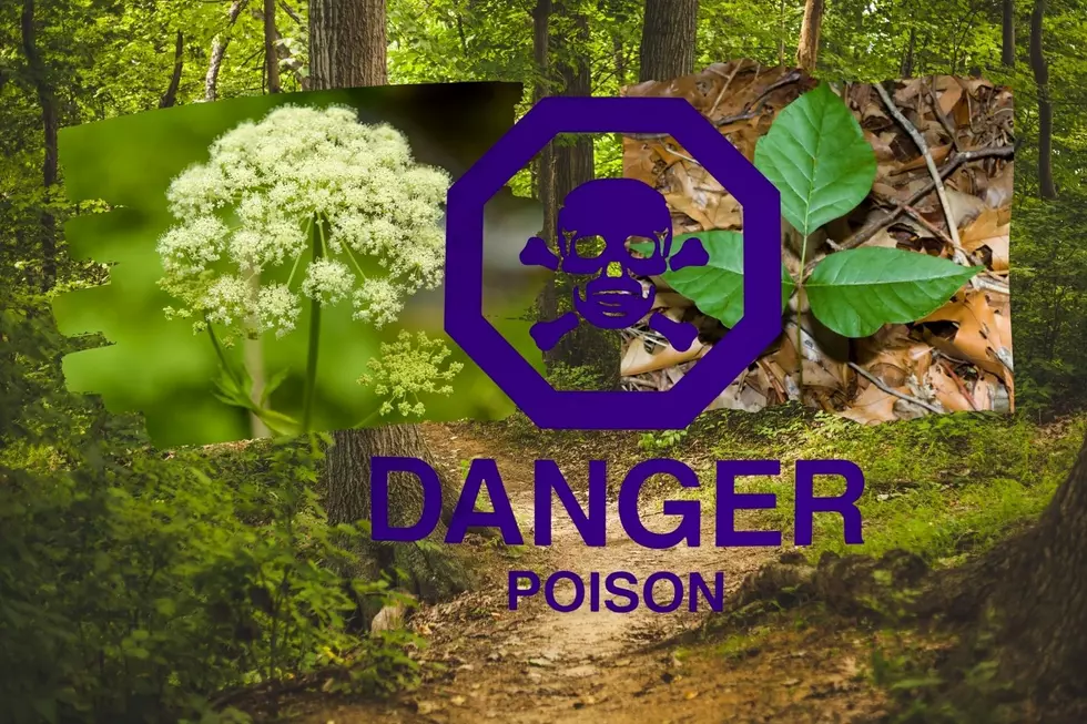 Unveiling The Dangers: Poison Ivy And Hemlock Threaten Cedar Rapids