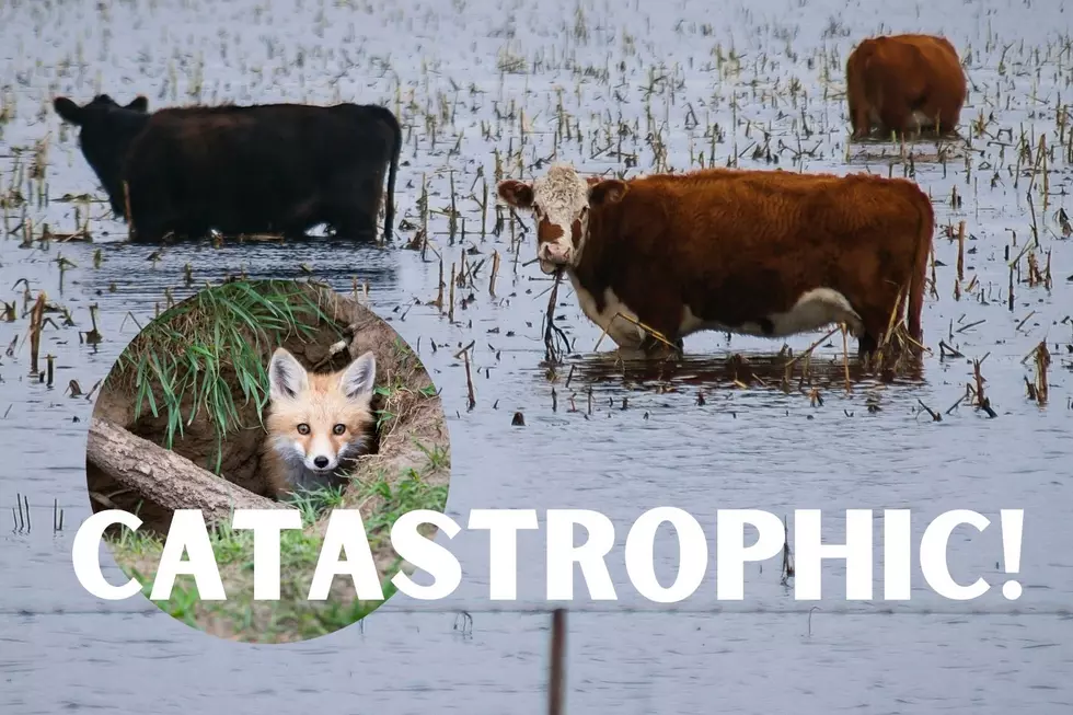 Catastrophic: Wildlife Impacted by Flooding in Iowa