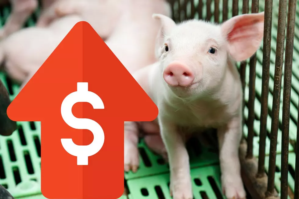 Iowa Hog Farmers Struggle: Impact Of California’s Gestation Crate Ban